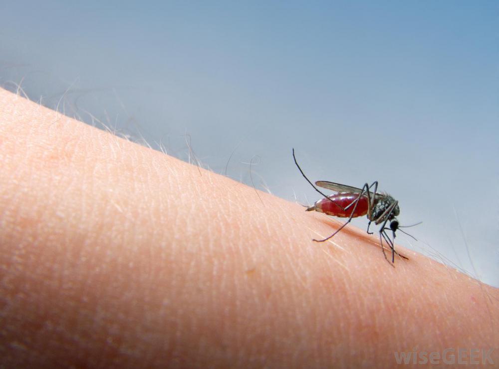 Mosquitos Be Gone!