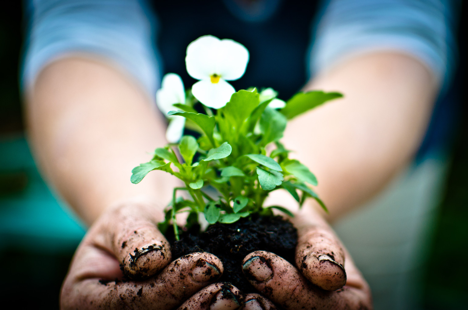Gardening Dos and Don’ts