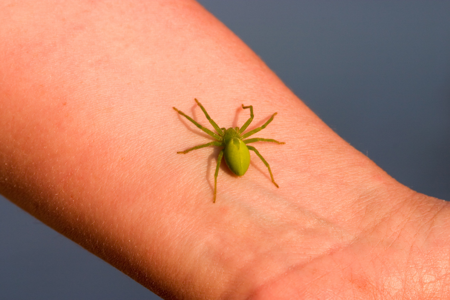 Born to be scared of snakes or spiders?