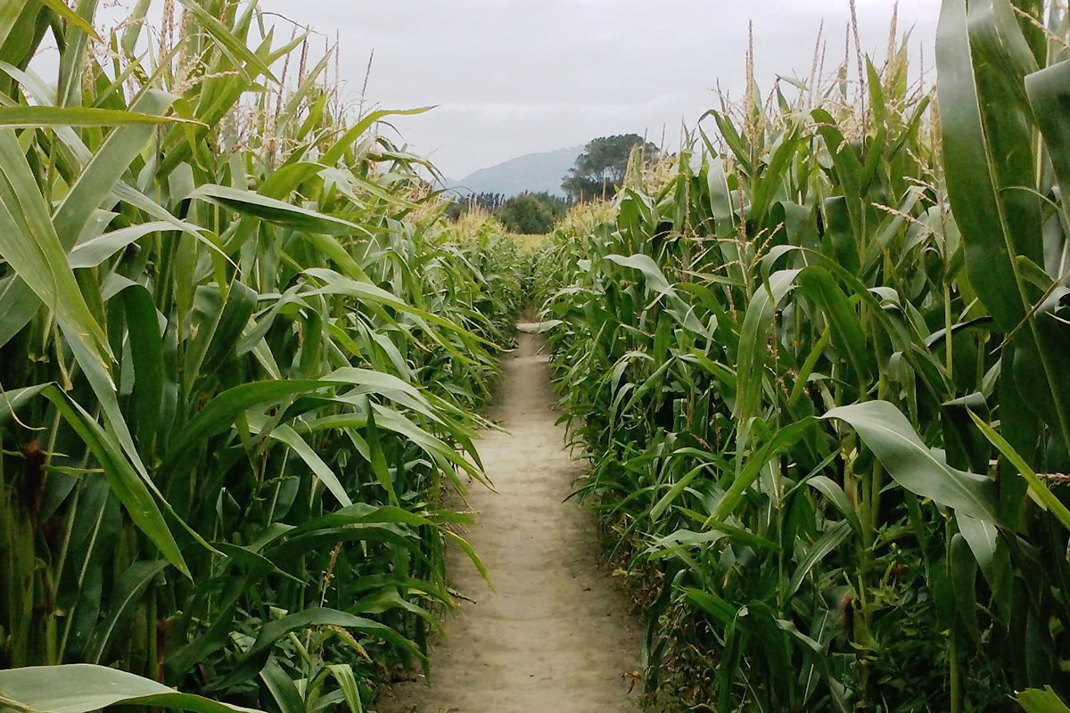 Have an a-maze-ing time this fall